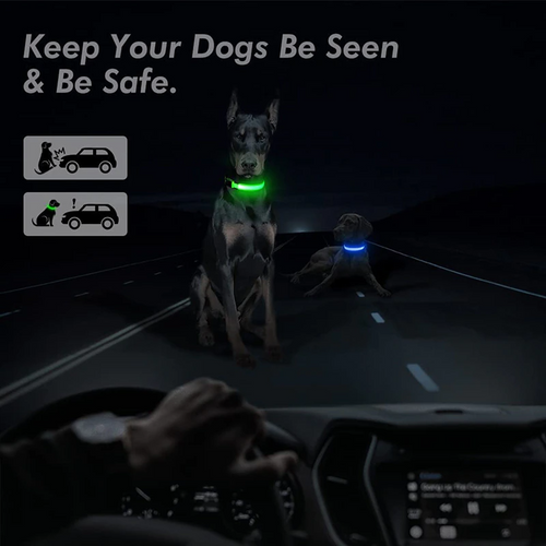 BeaconGuard LED Safety Collar - High-Visibility Night Protection